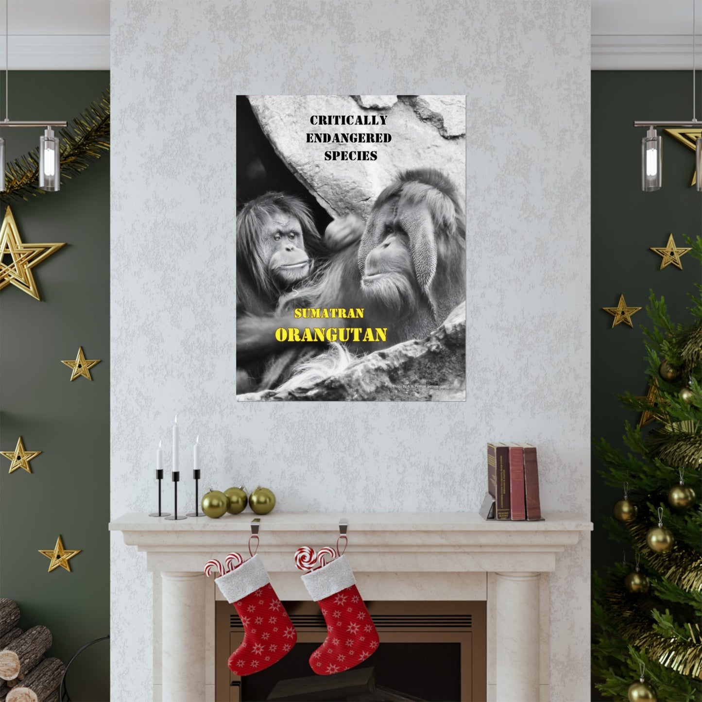 Orangutans, Orangutan Poster, Wall Art, Photo by A. B. Petrow, not A I. Endangered Species.