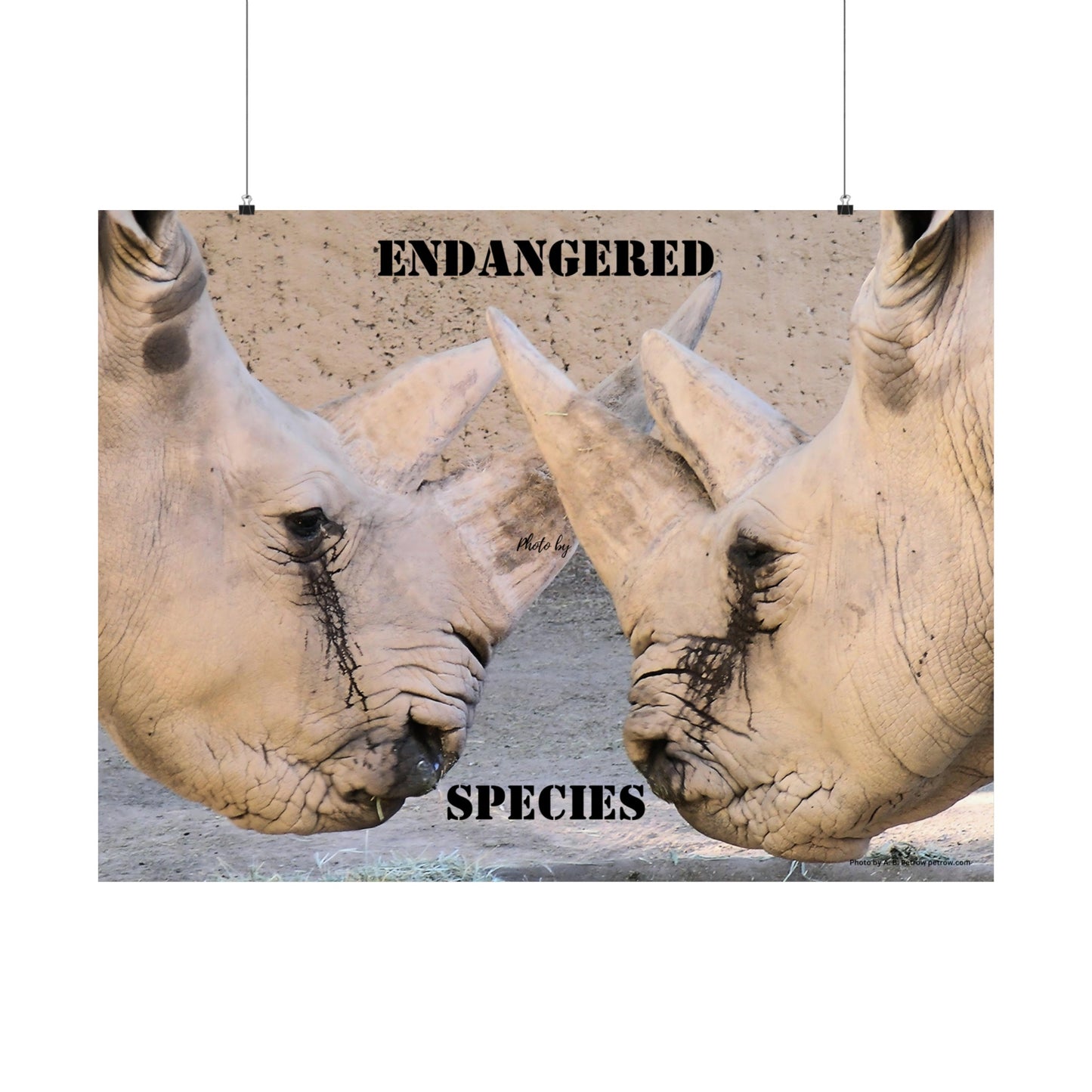 Rhinoceros PosterRhino Wall Art Photo by A. B. Petrow, not A I, endangered species.