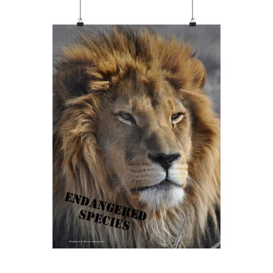 Lion Poster, Lion Wall Art, Lions, Photo by A. B. Petrow, Not AI, Endangered Species