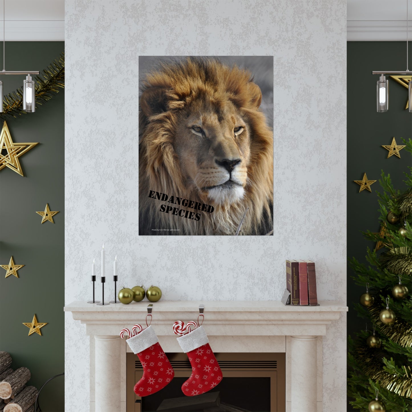 Lion Poster, Lion Wall Art, Lions, Photo by A. B. Petrow, Not AI, Endangered Species