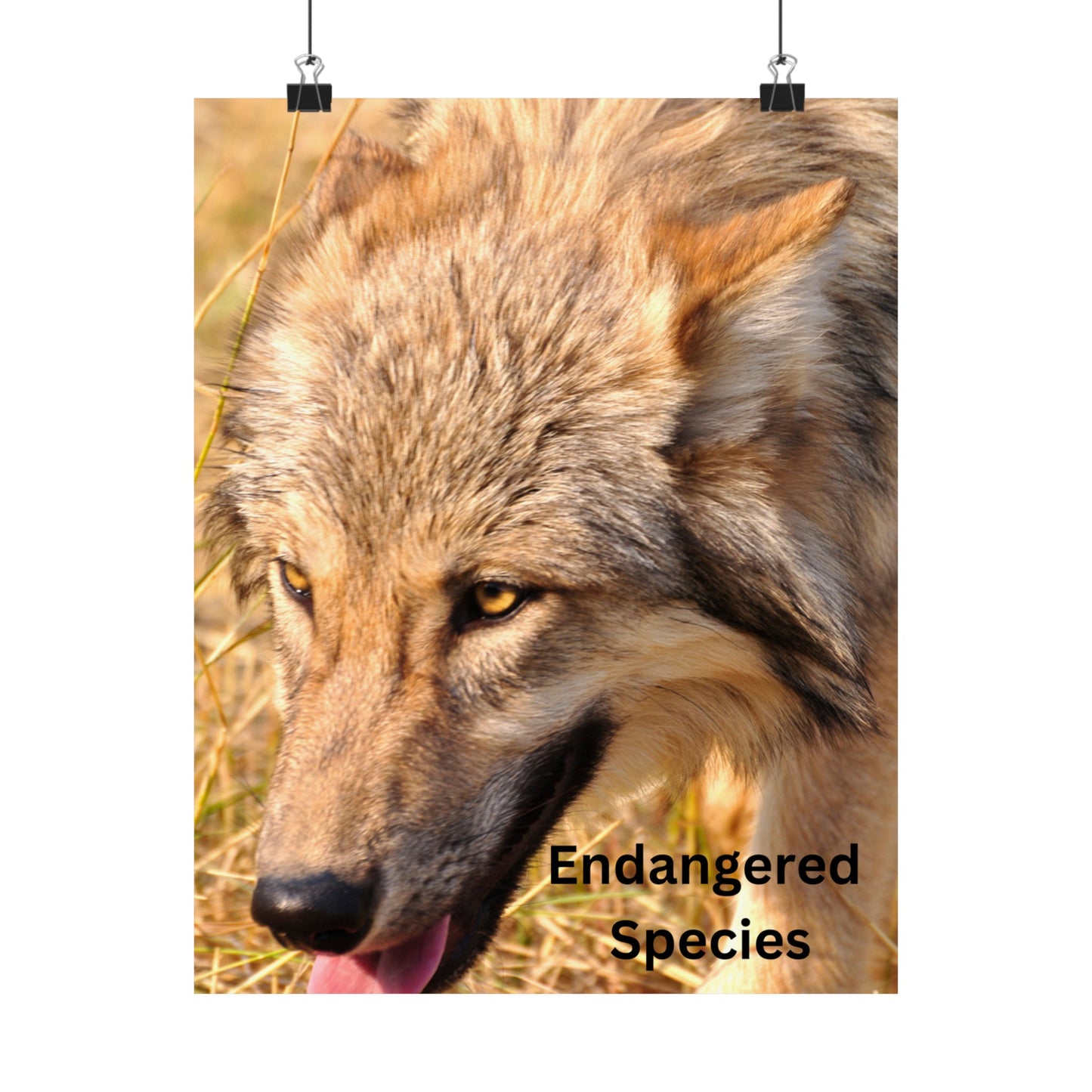 Wolf Poster, Wolf Wall Art, Photo by A. B. Petrow, Endangered Animal, Yellowstone wolf.