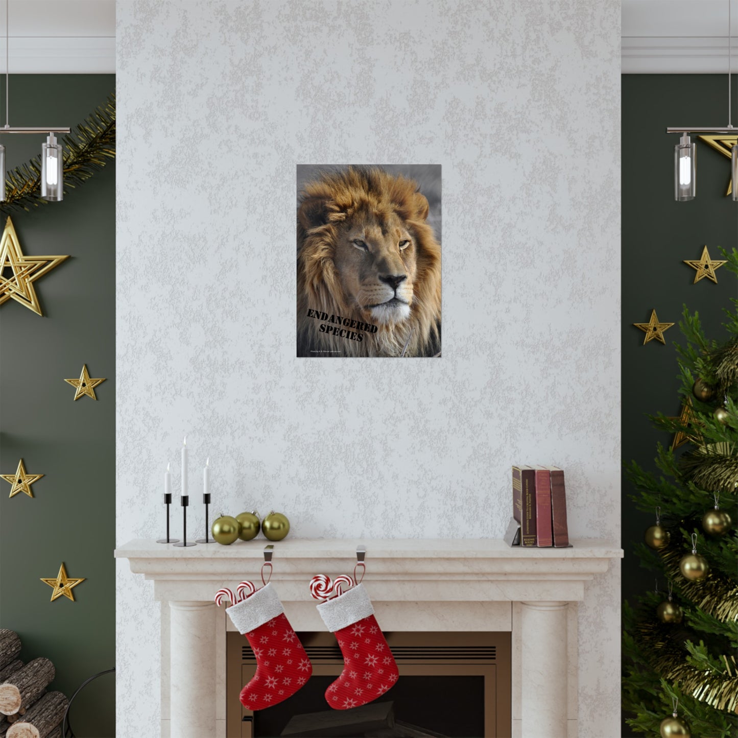 Lion Poster, Lion Wall Art, Lions, Photo by A. B. Petrow, Not AI, Endangered Species