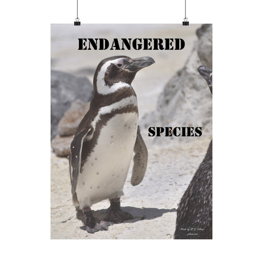 Penguin Poster, Wall Art, Endangered Species, Not AI, Photo by A. B. Petrow