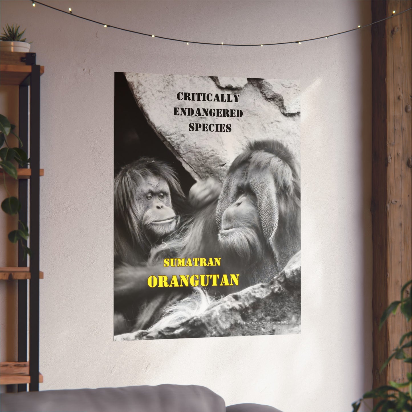 Orangutans, Orangutan Poster, Wall Art, Photo by A. B. Petrow, not A I. Endangered Species.