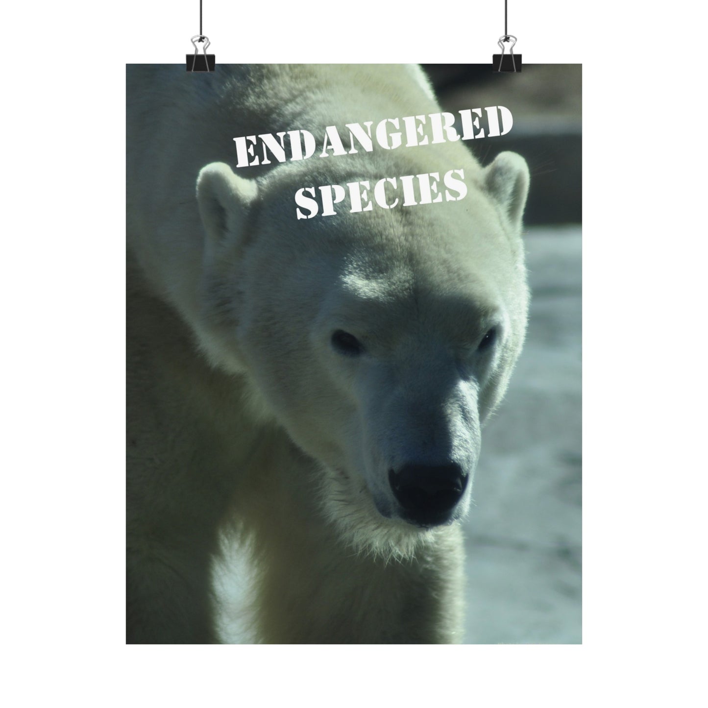 Polar Bear Poster, Endangered Species Wall Art, Endangered Animals, Not AI, Photo by A. B. Petrow