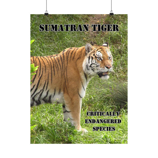 Tiger Poster, Tiger Wall Art, Photo by A. B. Petrow, not A I, Endangered Species