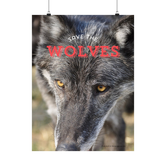 Wolf Poster, Wolf Wall Art, Wolves, Photo by A. B. Petrow, Not AI, Endangered Animals