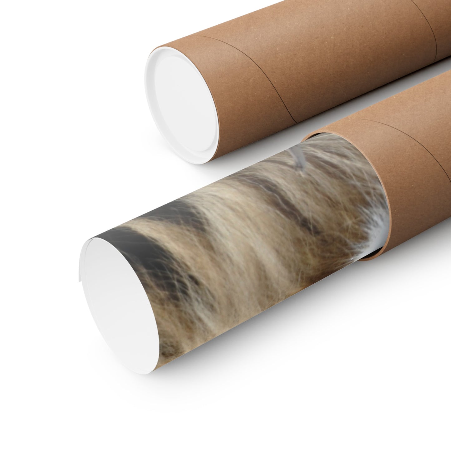 Lion Poster, Lion Wall Art, Lions, Photo by A. B. Petrow, Not AI, Endangered Species