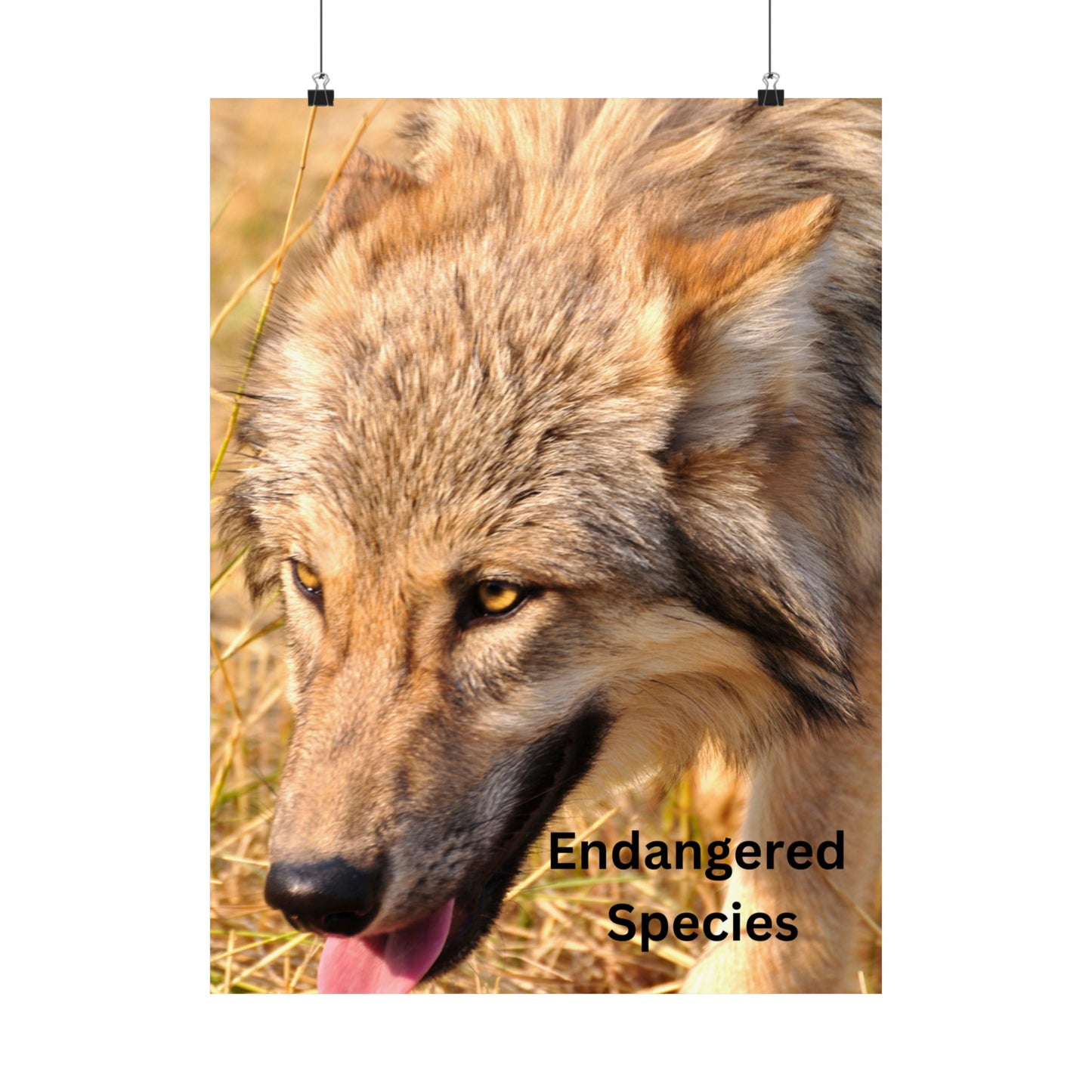 Wolf Poster, Wolf Wall Art, Photo by A. B. Petrow, Endangered Animal, Yellowstone wolf.