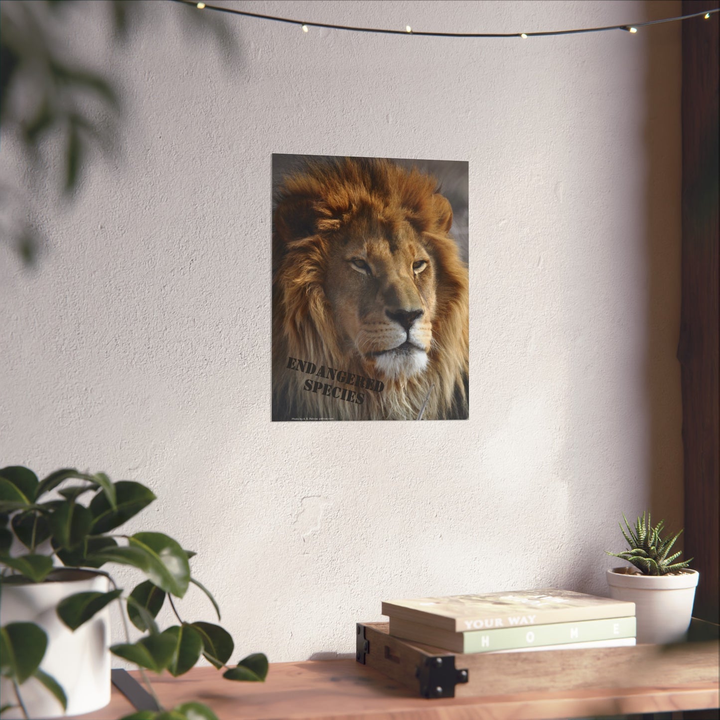 Lion Poster, Lion Wall Art, Lions, Photo by A. B. Petrow, Not AI, Endangered Species
