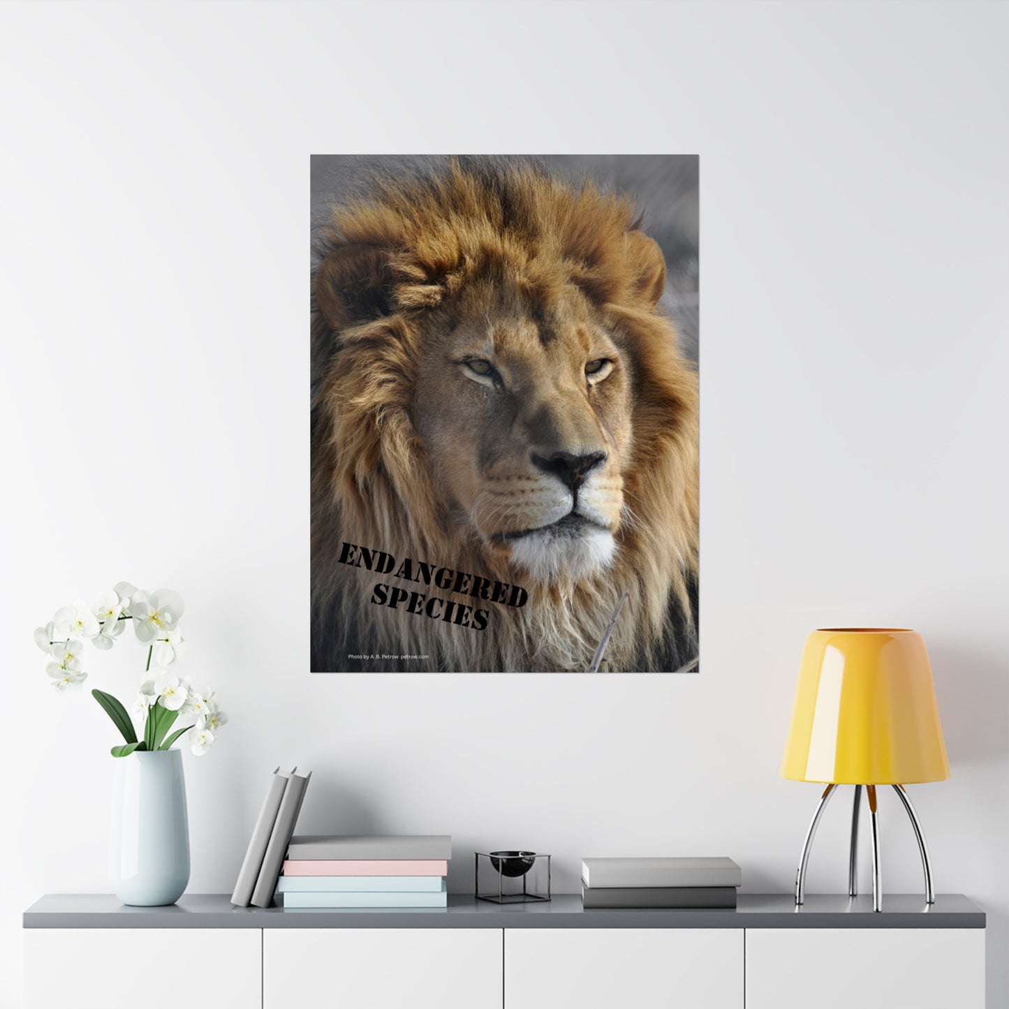 Lion Poster, Lion Wall Art, Lions, Photo by A. B. Petrow, Not AI, Endangered Species