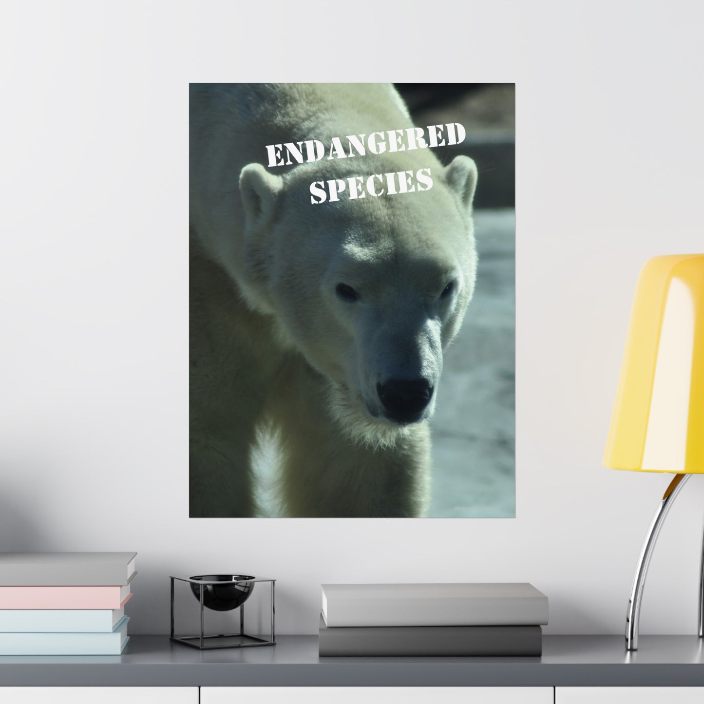 Polar Bear Poster, Endangered Species Wall Art, Endangered Animals, Not AI, Photo by A. B. Petrow