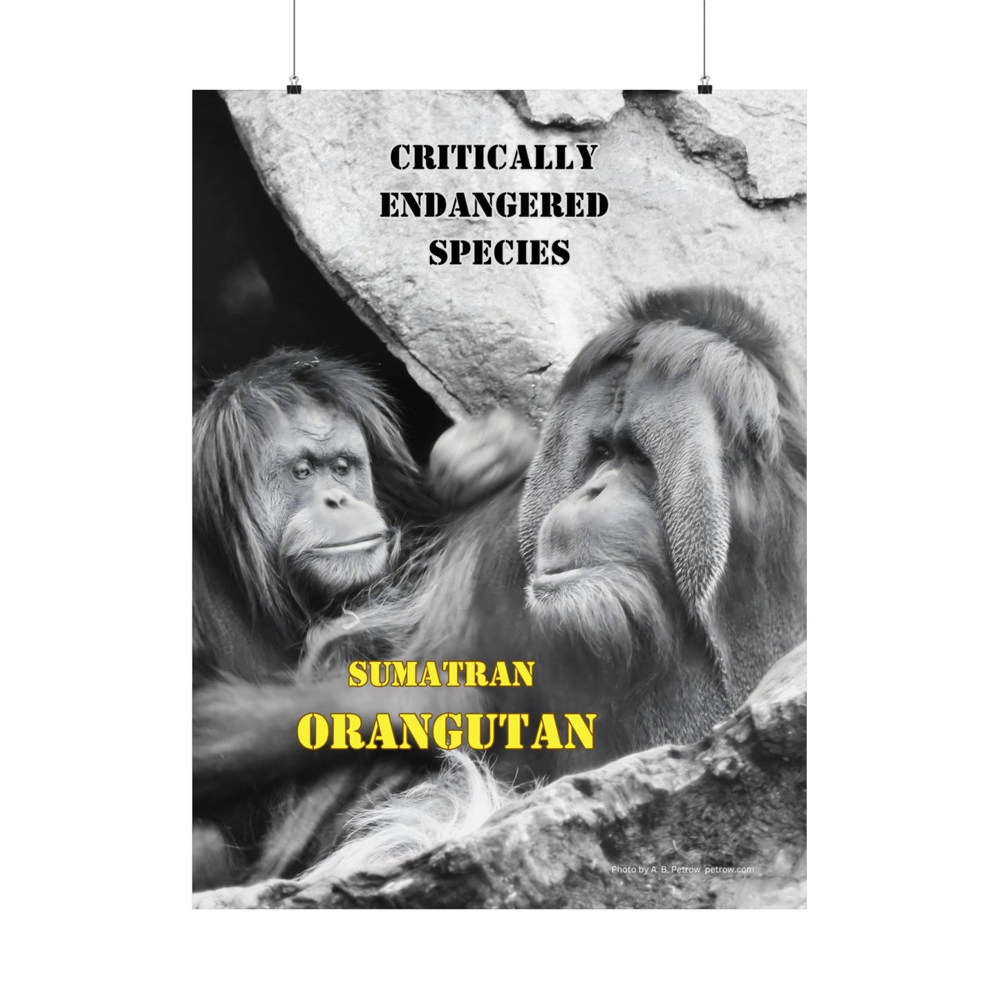 Orangutans, Orangutan Poster, Wall Art, Photo by A. B. Petrow, not A I. Endangered Species.
