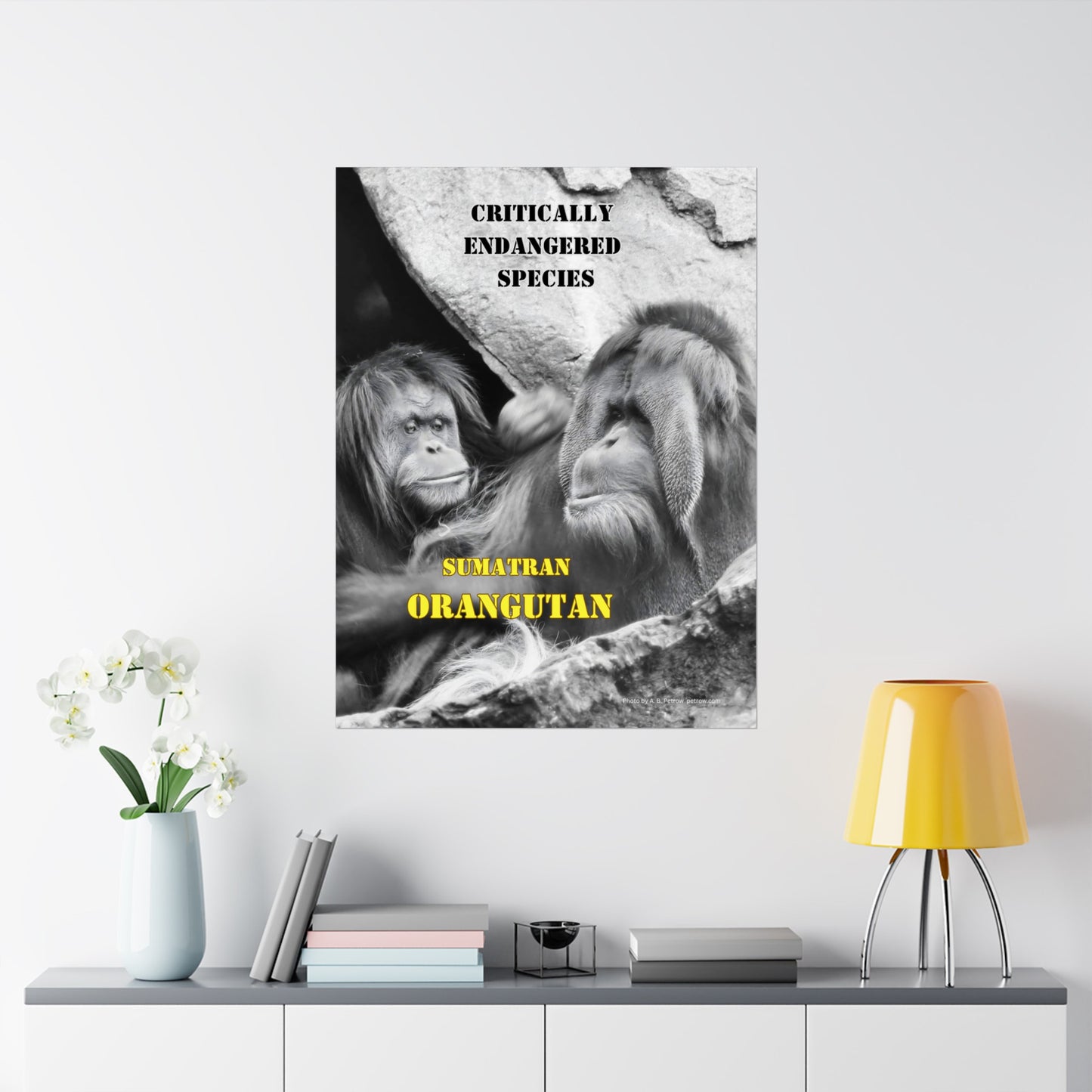 Orangutans, Orangutan Poster, Wall Art, Photo by A. B. Petrow, not A I. Endangered Species.