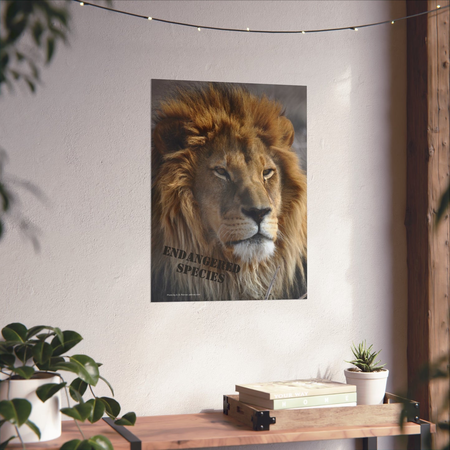 Lion Poster, Lion Wall Art, Lions, Photo by A. B. Petrow, Not AI, Endangered Species