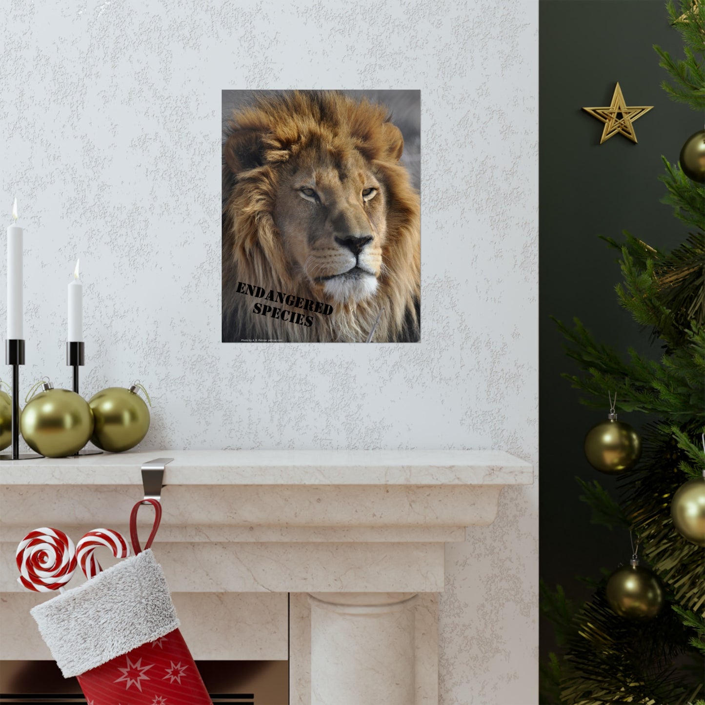 Lion Poster, Lion Wall Art, Lions, Photo by A. B. Petrow, Not AI, Endangered Species