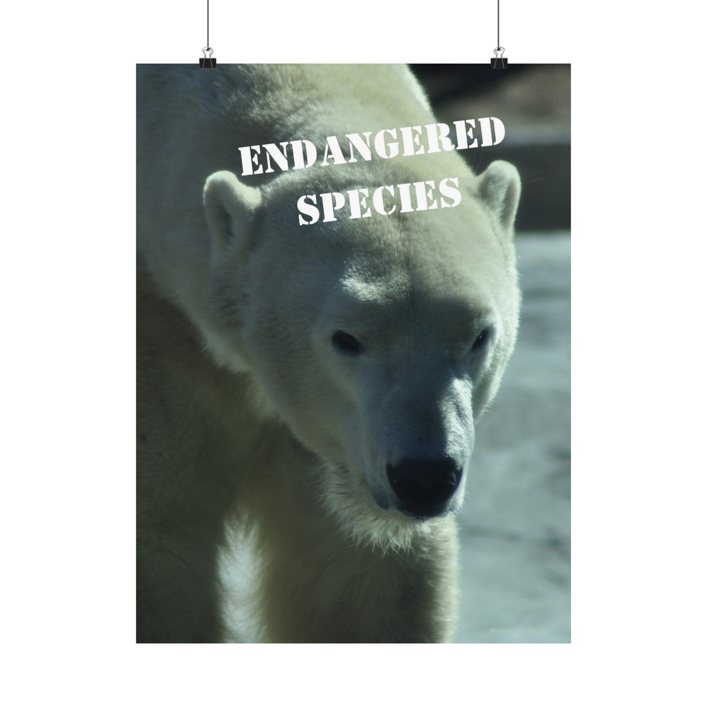 Polar Bear Poster, Endangered Species Wall Art, Endangered Animals, Not AI, Photo by A. B. Petrow