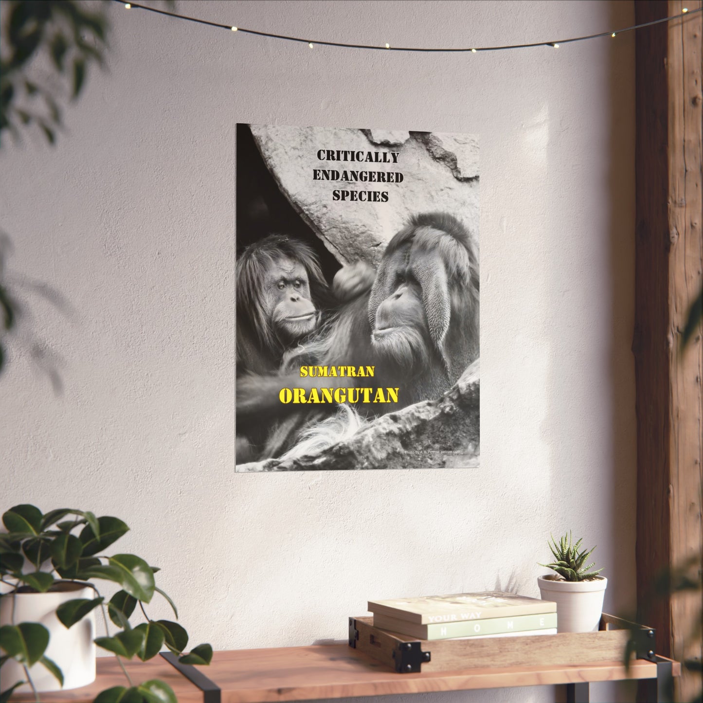 Orangutans, Orangutan Poster, Wall Art, Photo by A. B. Petrow, not A I. Endangered Species.