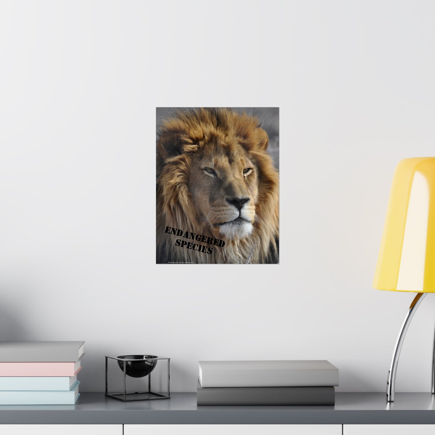 Lion Poster, Lion Wall Art, Lions, Photo by A. B. Petrow, Not AI, Endangered Species