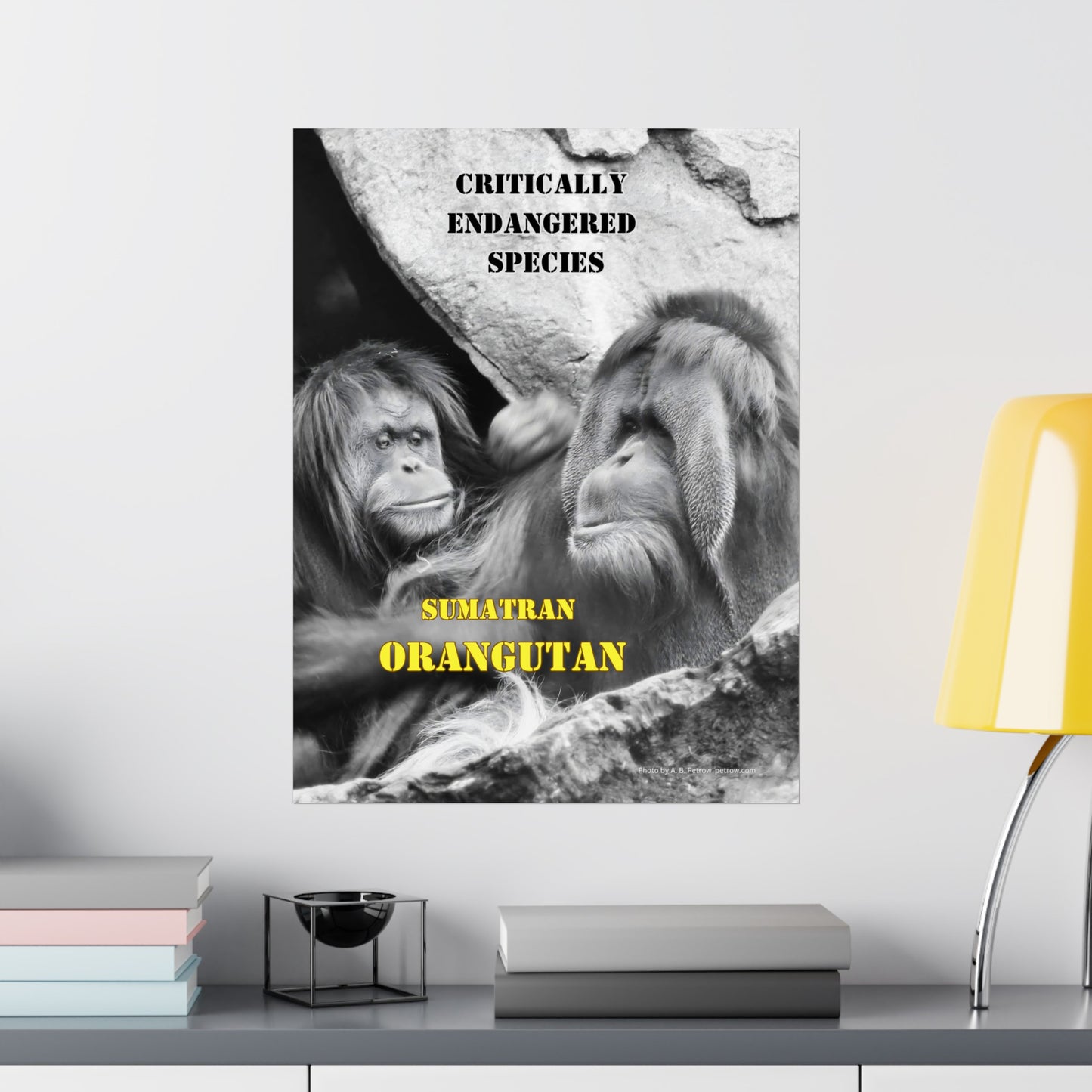 Orangutans, Orangutan Poster, Wall Art, Photo by A. B. Petrow, not A I. Endangered Species.