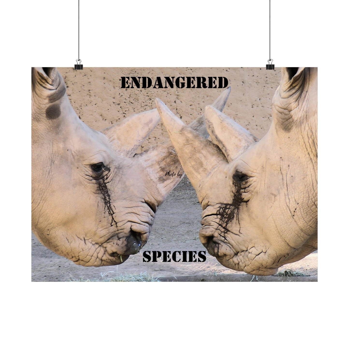 Rhinoceros PosterRhino Wall Art Photo by A. B. Petrow, not A I, endangered species.