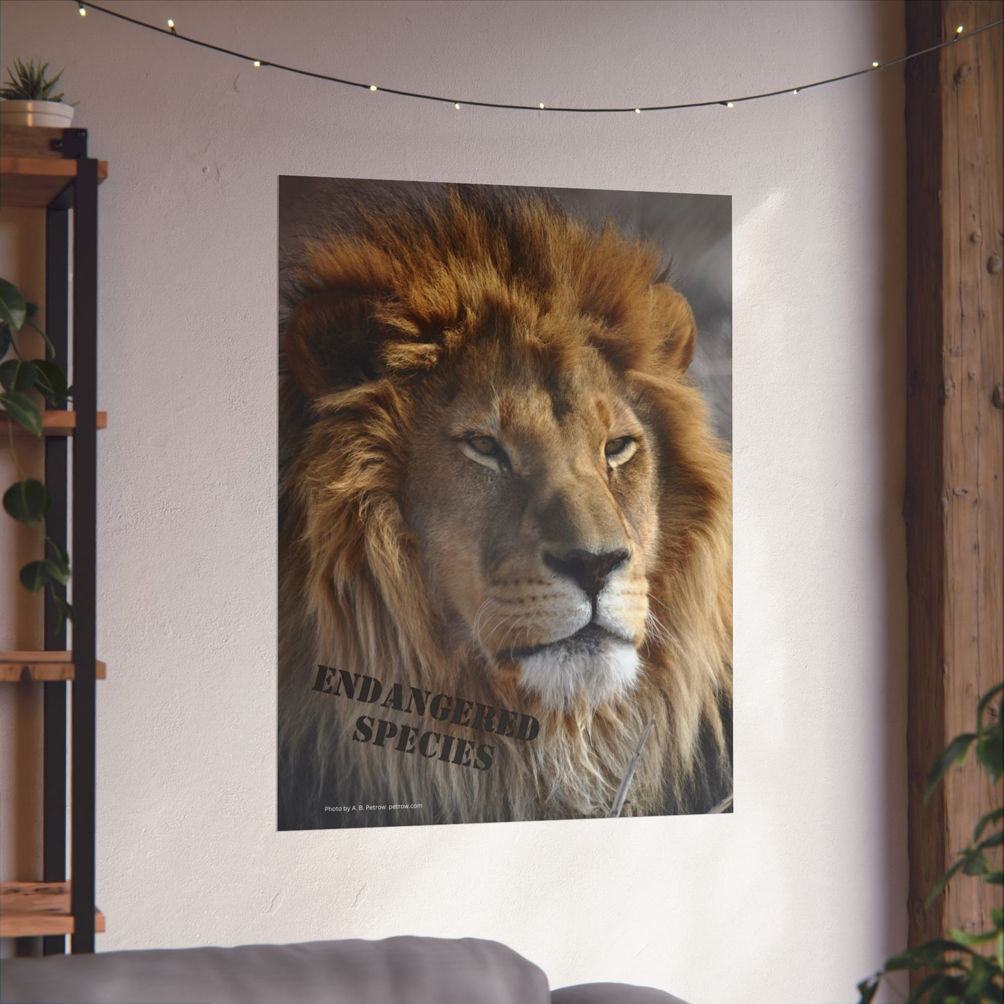 Lion Poster, Lion Wall Art, Lions, Photo by A. B. Petrow, Not AI, Endangered Species