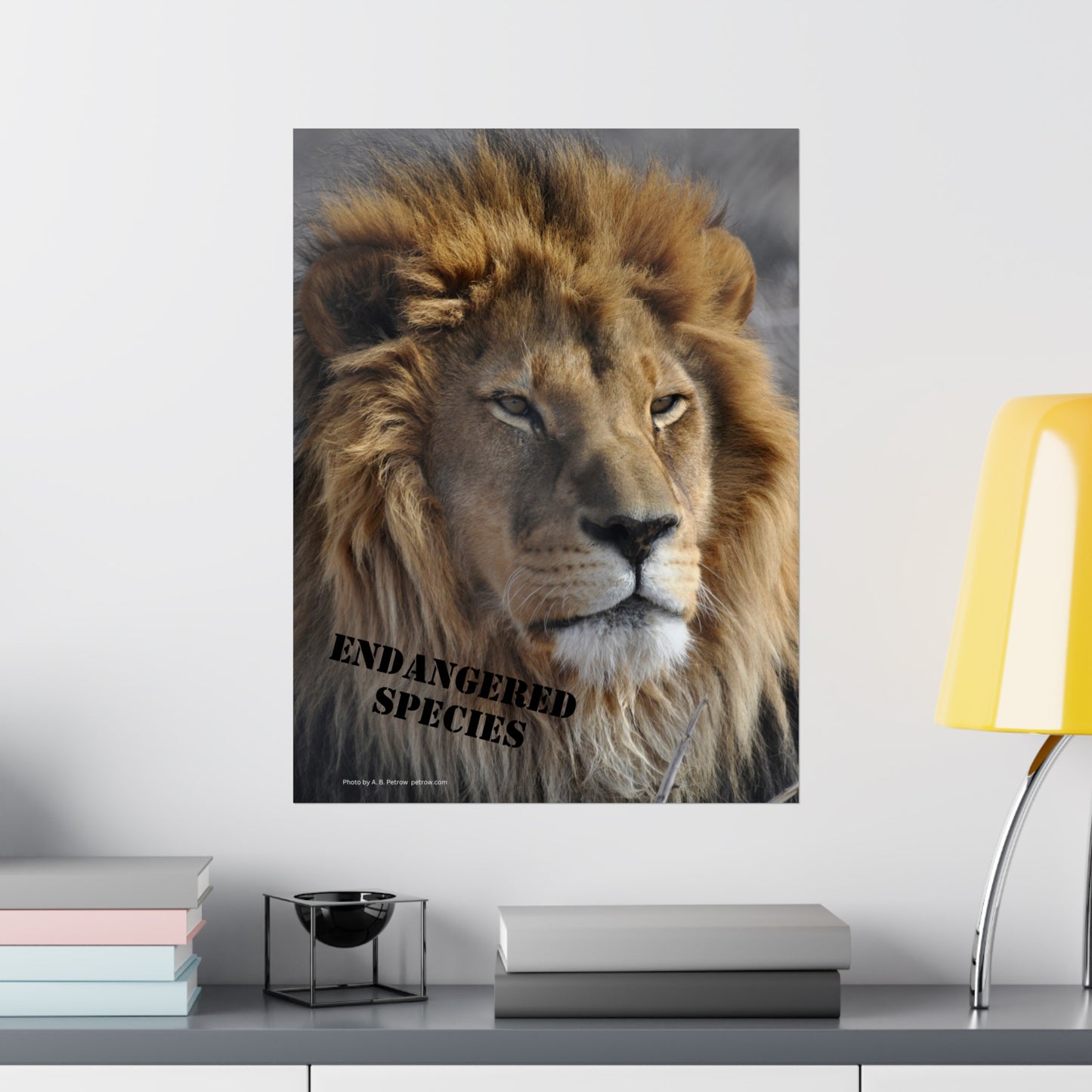 Lion Poster, Lion Wall Art, Lions, Photo by A. B. Petrow, Not AI, Endangered Species